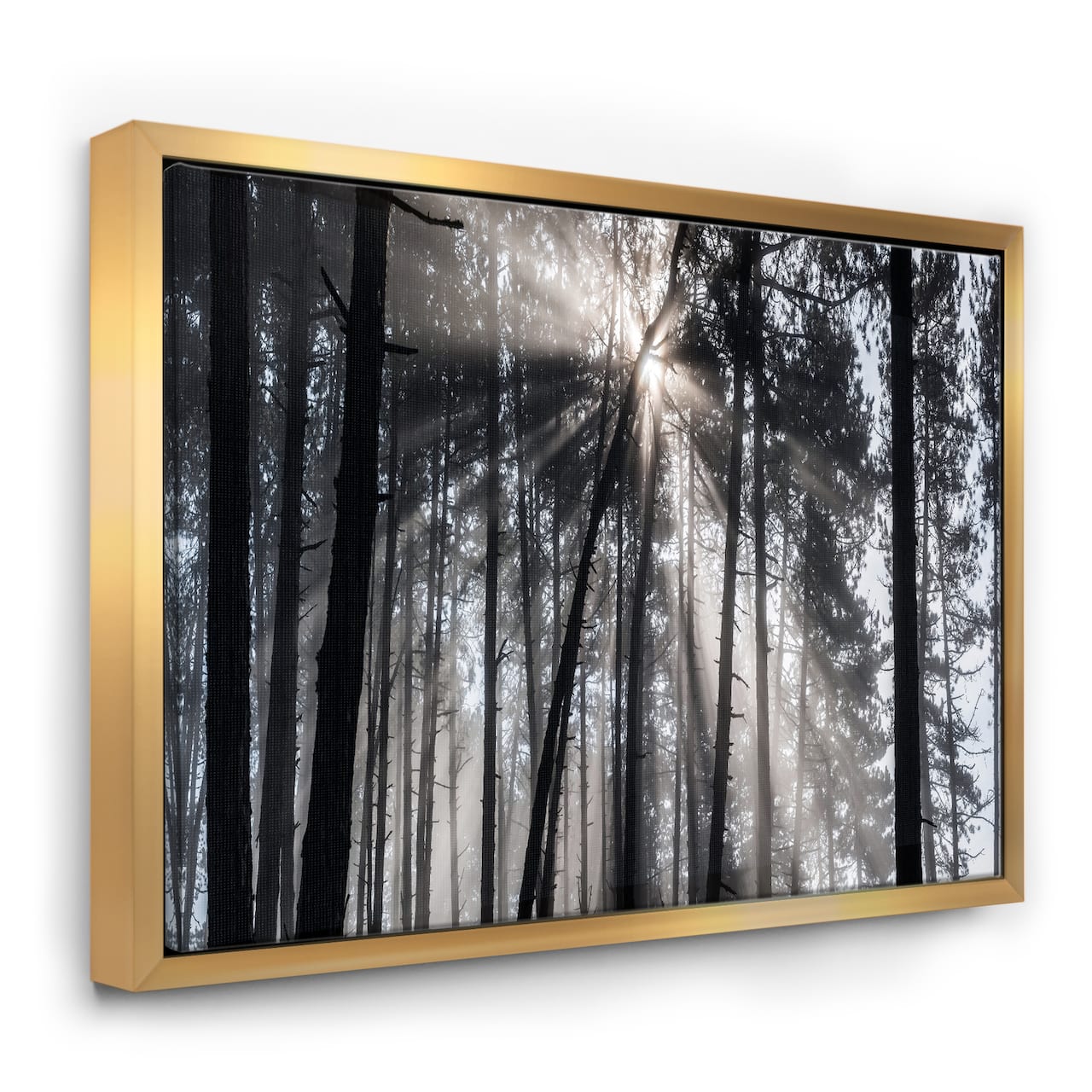 Designart - Sunbeams through Black White Forest - Forest Framed Canvas Wall Art Print